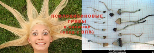 PSILOCYBIN Козловка